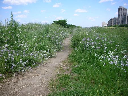 5月の多摩川