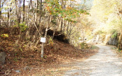 小川谷林道終点