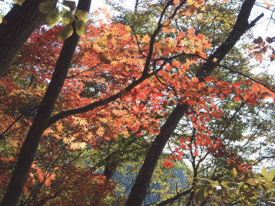 紅葉