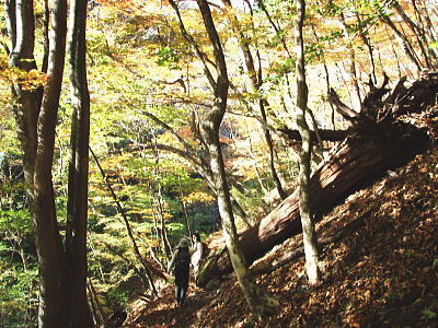登山道