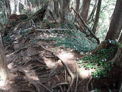 イワウチワの群落