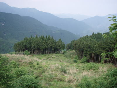 開けた伐採地