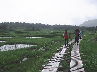 湿原