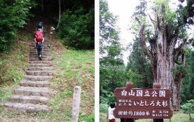 石徹白大杉