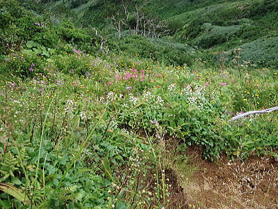 お花畑