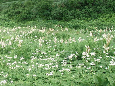 お花畑
