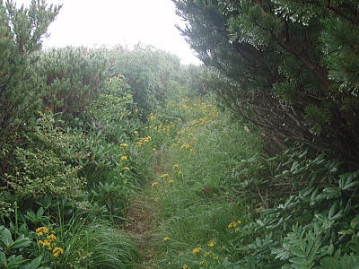 登山道