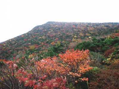 五葉松平