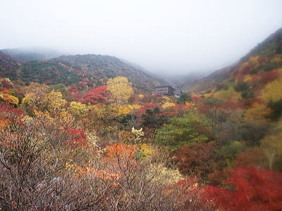 紅葉
