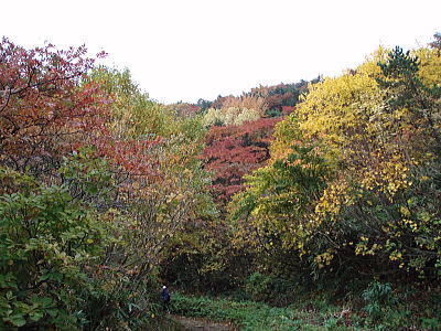 登山道
