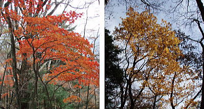 名残の紅葉