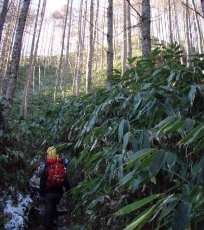 登山道