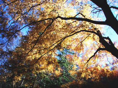 名残の紅葉