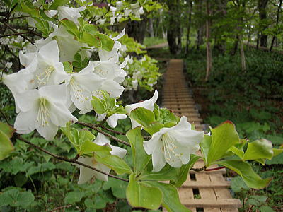 木道