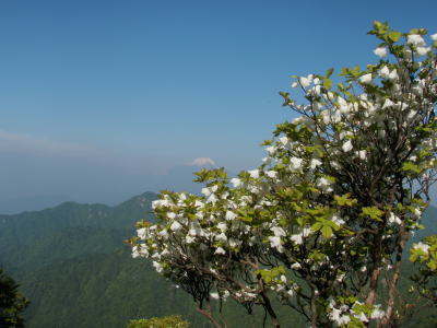シロヤシオと富士山