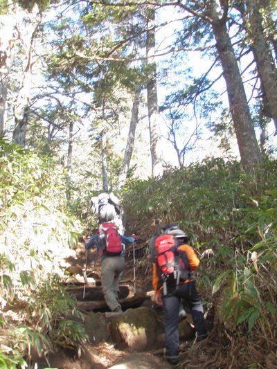 樹林帯を登り
