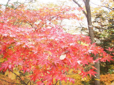 紅葉