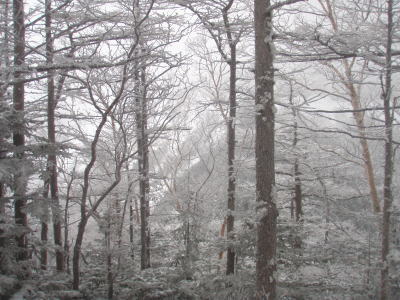樹氷