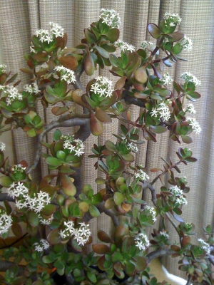 冬の花が咲きました ギャラリー豆