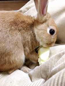 うさぎ