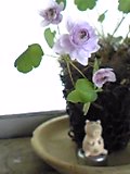 八重咲き梅花カラマツ。可愛いんです♪