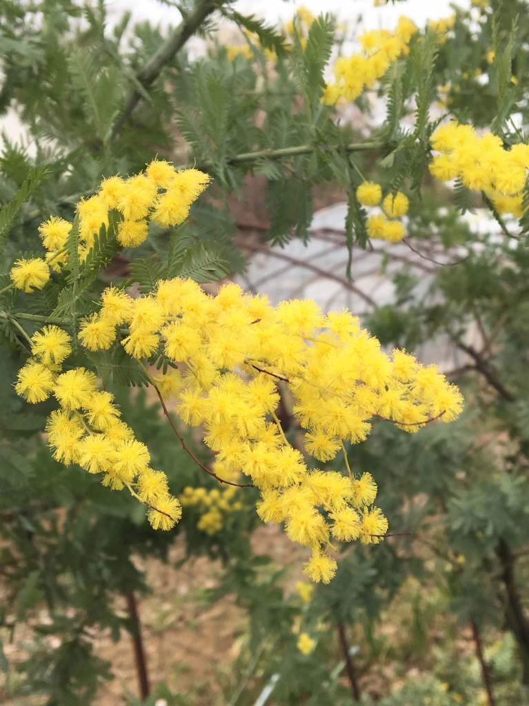 黄色い花2