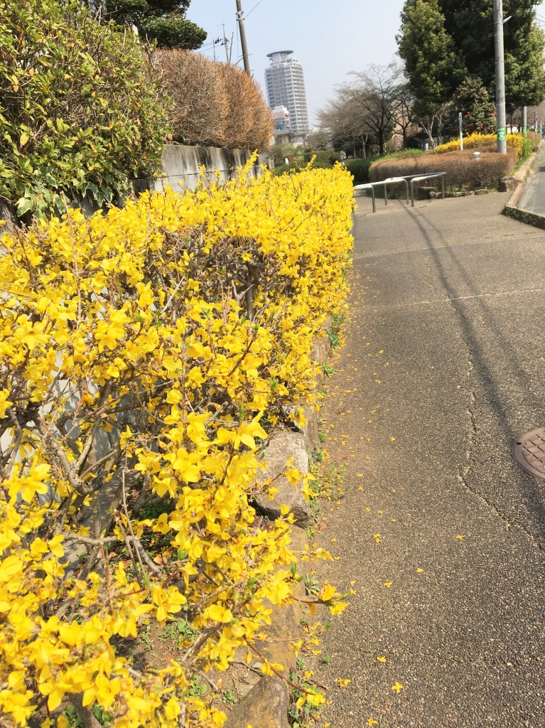 黄色い花4