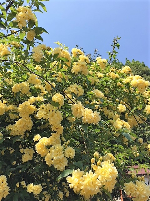 黄色い花5