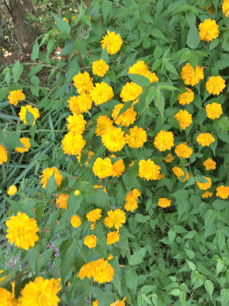 黄色い花6