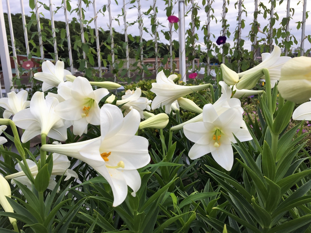 lily2