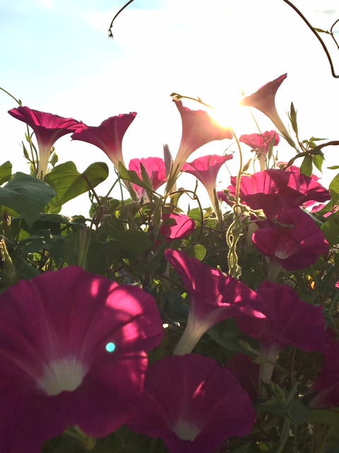 summer-2