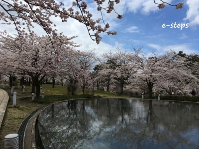 hakusan_sakura2
