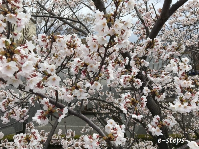 hakusan_sakura3