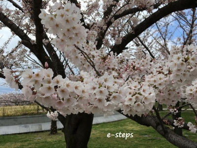 hakusan_sakura4