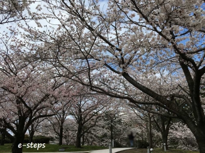 hakusan_saura5