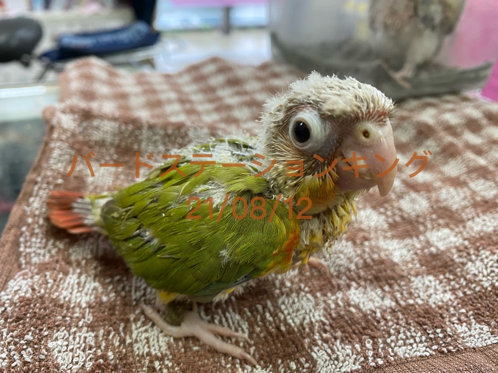 ウロコインコの雛 一羽の価格