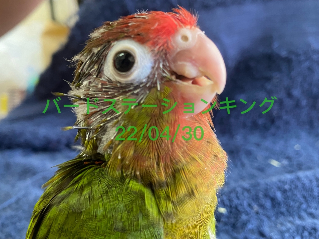 ウロコインコの雛 一羽の価格