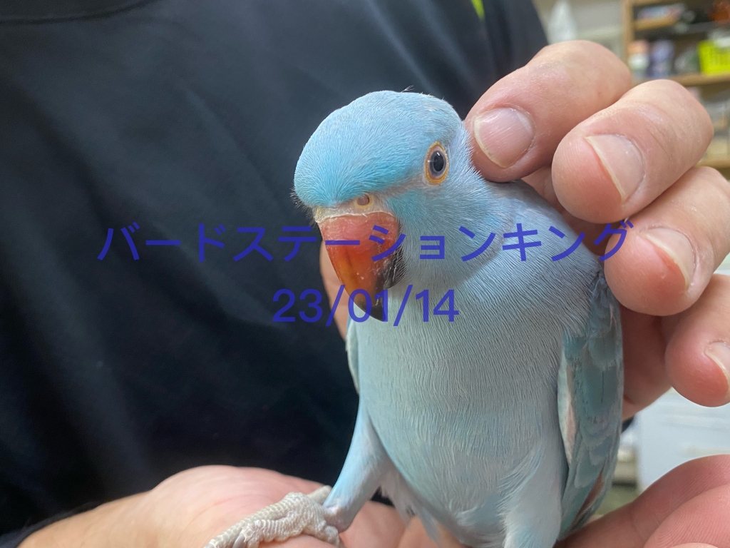 手乗りワカケホンセイインコの入荷販売情報【バードステーションキング】 | バードステーションキング