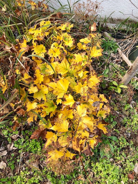 今週のオオキンレイカ 内浦小中学校 ブログ