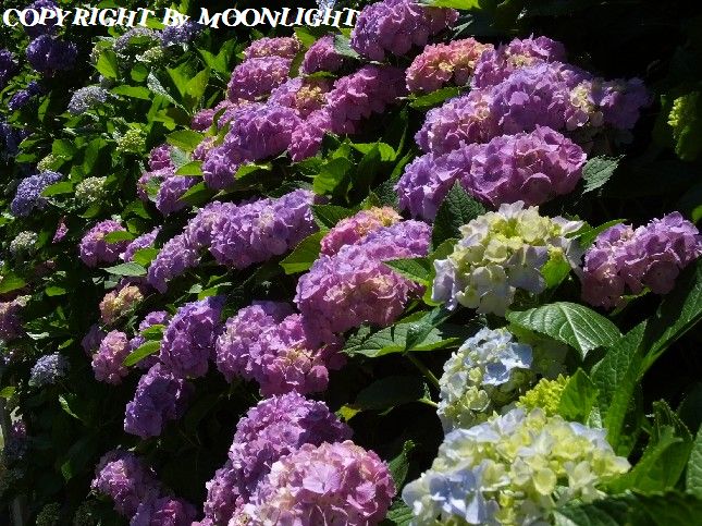 成就院 紫陽花
