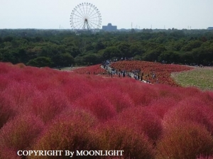 コキア