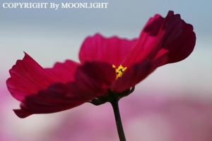 秋桜
