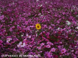 秋桜