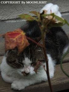 ワタ&とっちゃん猫