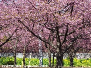三浦海岸 河津桜