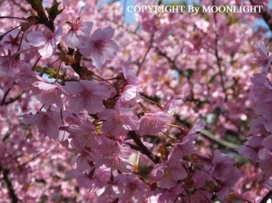 三浦海岸 河津桜