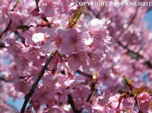三浦海岸 河津桜