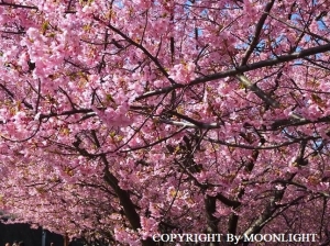 三浦海岸 河津桜