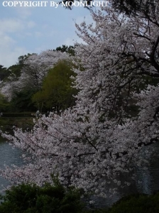 新宿御苑 桜