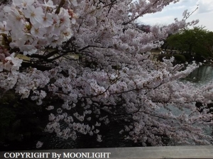 新宿御苑 桜